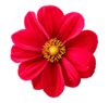 red flower